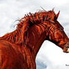 GrayHorseDesign