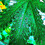 FloraDiabla