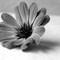 Debbie Cowee