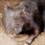 wombat65