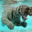 watertigerleo