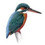 kingfisher