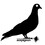 acepigeon