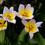 bazphotography