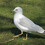 walkingbird