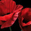 Donna-R