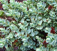 Sedum by rocamiadesign