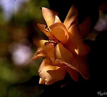 Heaven Scent by snapdecisions