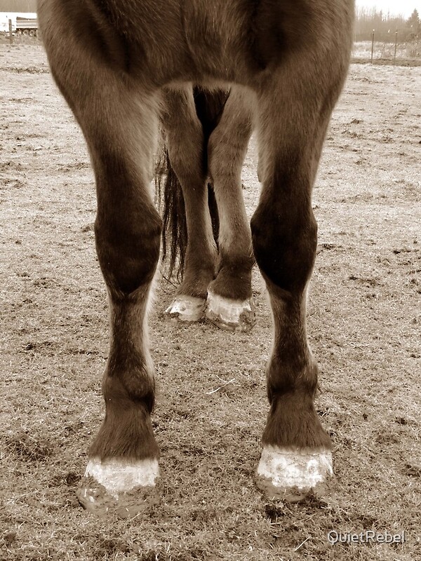 "draft horse feet" by QuietRebel Redbubble