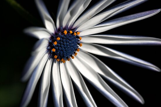 Brighten your Day - Daisy by Joy Watson Brighten your Day - Daisy by Joy Watson