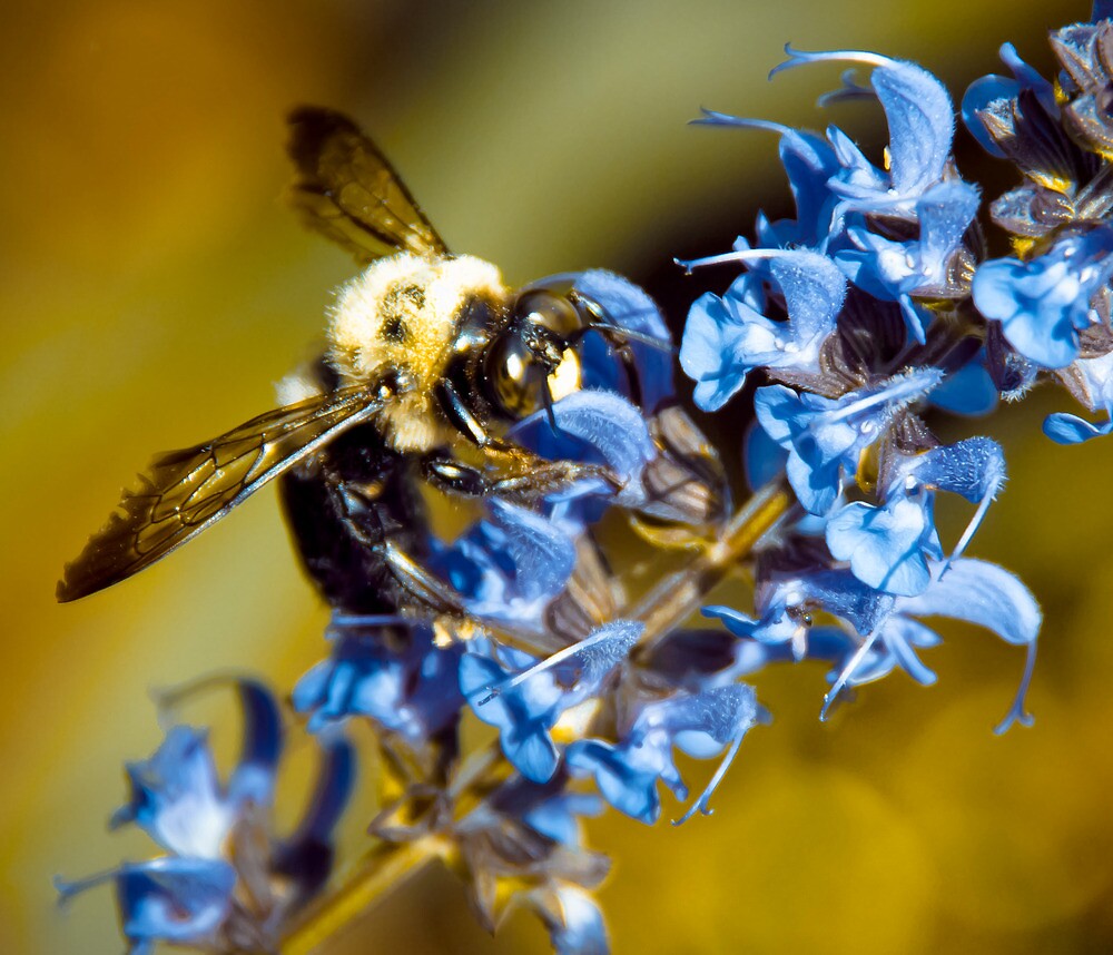 cerulean blue bee