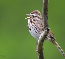 Song Sparrow by PixlPixi