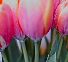 Red & pink tulips, by Brown Sugar. Views (579) Thank you very much ! Muchas gracias ! Большое спасибо ! Dziękuję ! by © Andrzej Goszcz,M.D. Ph.D