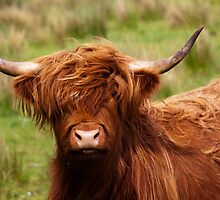 Got My Eye On You by Lynne Morris