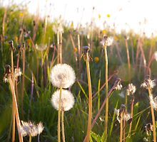dandelion clocks by Darren Kearney