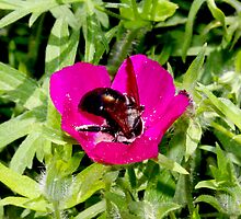 Yummy Tasting Flower By Jonathan Green by Jonathan Green
