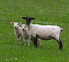 Here's looking at ewe! by inkedsandra