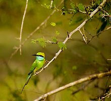 Little Green-bee Eater by liza1880