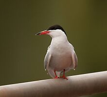 Common Tern by Jon Lees