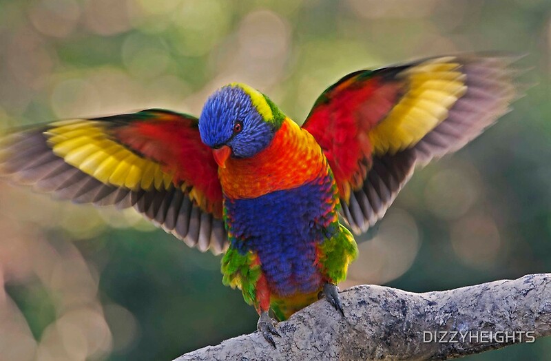 "THE MATING DANCE RAINBOW LORIKEET QLD AUSTRALIA" by DIZZYHEIGHTS