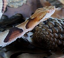 Slither and Slide by Paulette1021