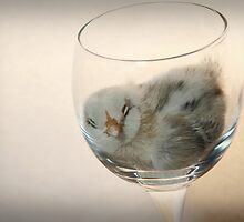 Sweet Dreams Chicky... by KansasA