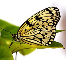 Butterfly Beauty by ChePhotography