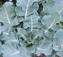 Okeechobee Farms - Broccoli by Eat Real Food