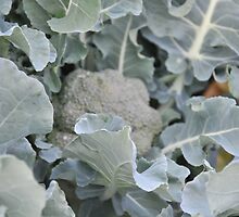 Okeechobee Farms - Broccoli Plant by Eat Real Food