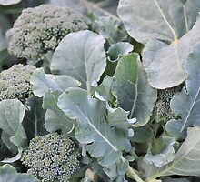 Okeechobee Farms - Broccoli Leaves by Eat Real Food