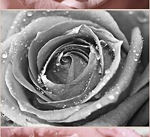 Stop and smell the roses by chloemay