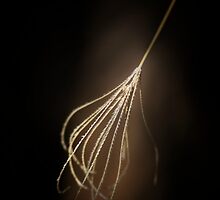 Whisk It © Vicki Ferrari Photography by Vicki Ferrari