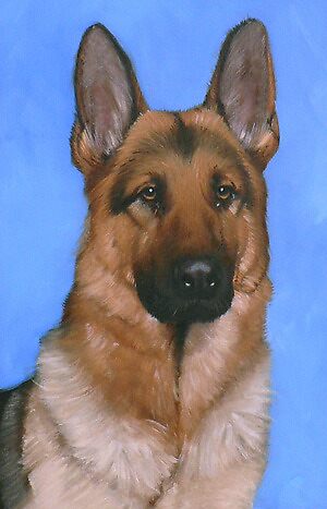 Brown Alsatian