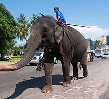 Working Elephant - Sri Lanka by Dilshara Hill