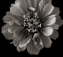 Symmetry is overrated by alan shapiro