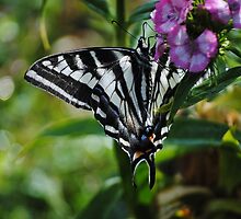 Butterfly On Sweet Williams by Jonice