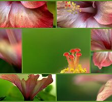 Facets by Shubd