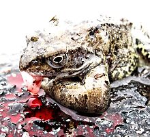 Roadkill Frog by Photogothica