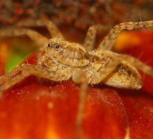 new wolf spider by davvi