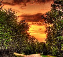 Forest Shadows Loom at Sunset by Kate Eller
