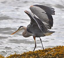 Balancing Act by Carl Olsen