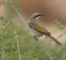 Desert Bird by donnnnnny