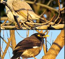 A Myna Problem by Donna Keevers Driver