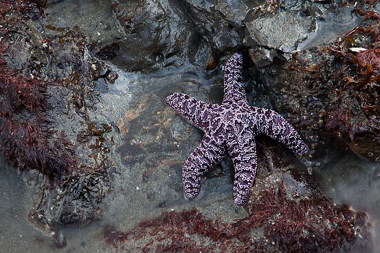 Starfish La