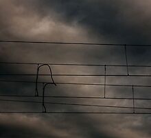 The bird who needed to swallow some music notes before sleeping..... by 1more photo
