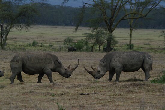 Fighting Rhino