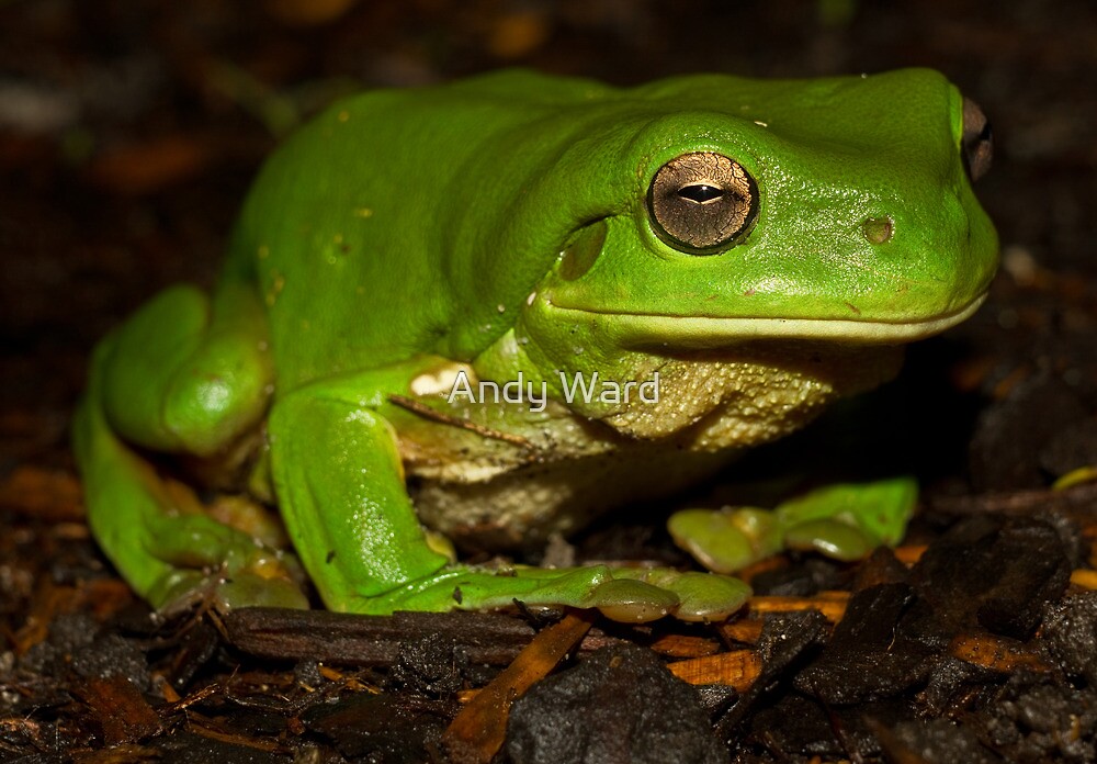 "Green tree frog South East Queensland" by harper white Redbubble