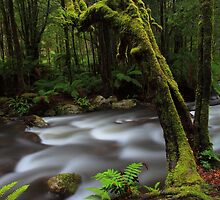 Taggerty River by Donovan wilson