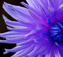I'm in Love by DavidROMAN