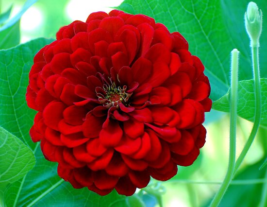 Zinnia Red